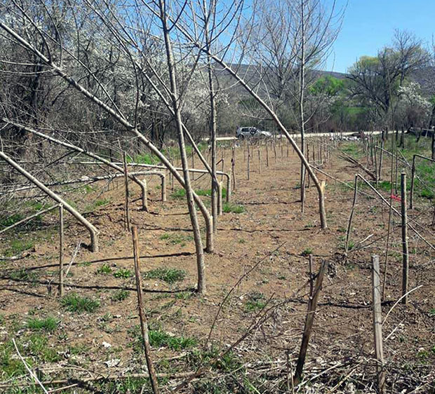 НЕЗАПАМЋЕН ВАНДАЛИЗАМ: Посечено више од 750 младих стабала